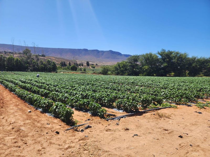 Klawer: Unique agricultural business opportunity in the Western Cape. - Photo 6