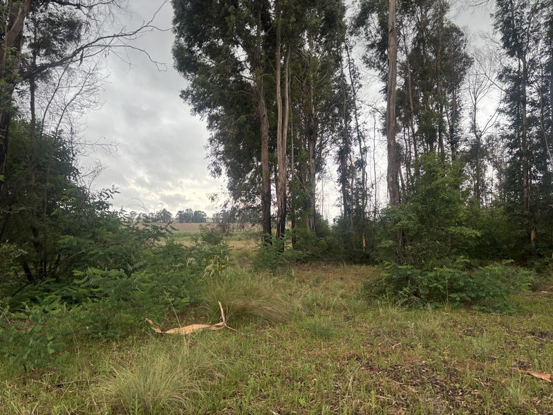A view of the vacant residential land featuring mature trees and natural vegetation, offering a quiet and private setting.