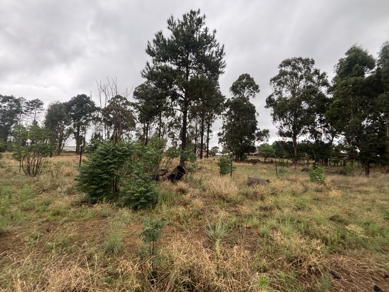 A view of a vacant residential plot featuring mature trees and natural, unmaintained grass coverage.
