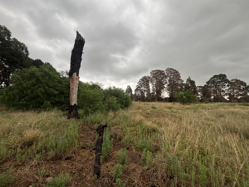A view of the vacant residential land featuring natural grass coverage and mature trees, including some fire-damaged remnants.
