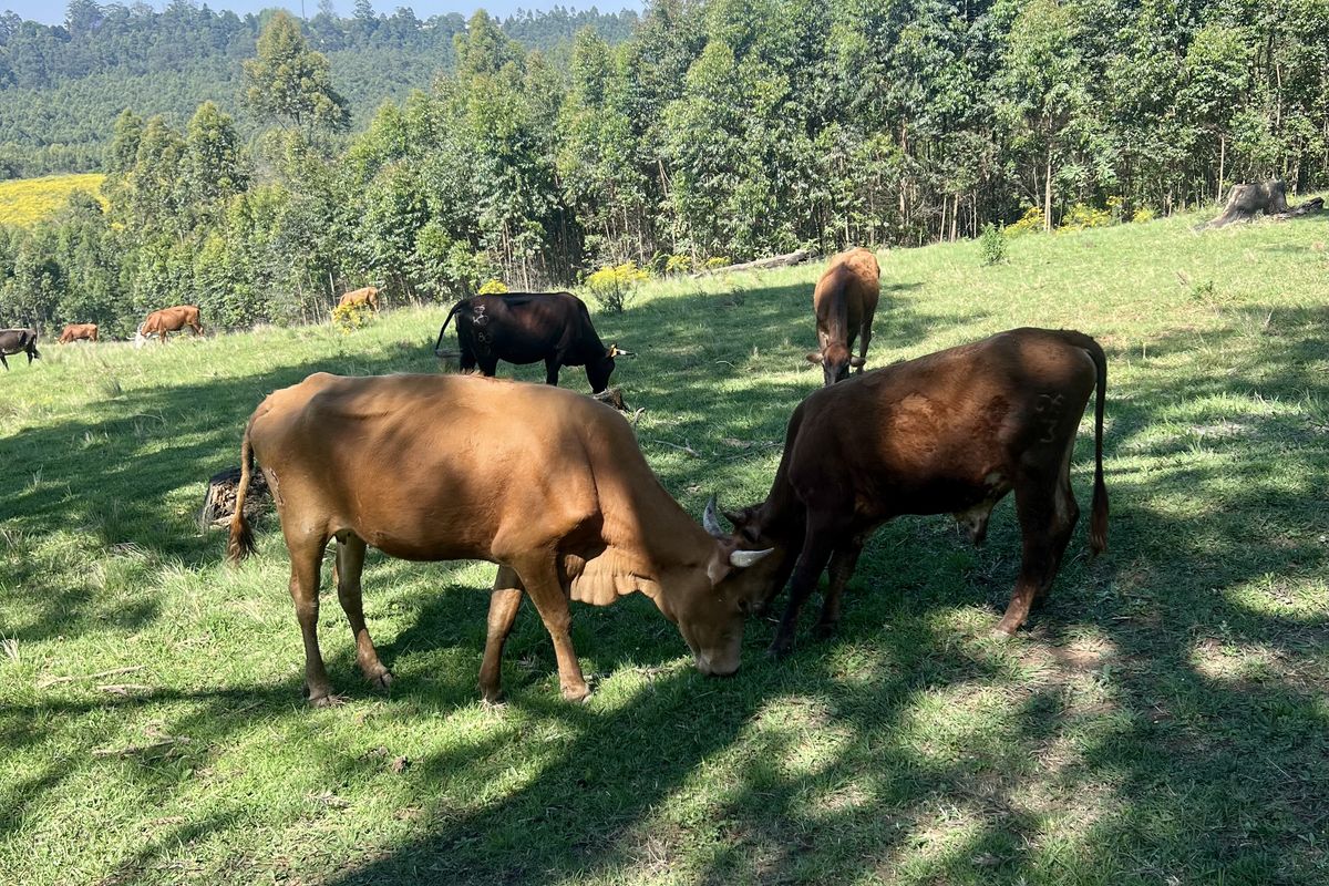 Expansive 9,551 m2 Vacant Land on Dalry Road, Winterskloof – Your Dream Plot Awaits! - Photo 4