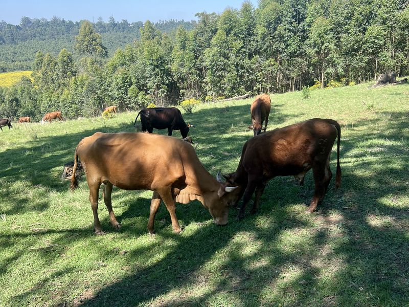 Expansive 9,551 m2 Vacant Land on Dalry Road, Winterskloof – Your Dream Plot Awaits! - Photo 4