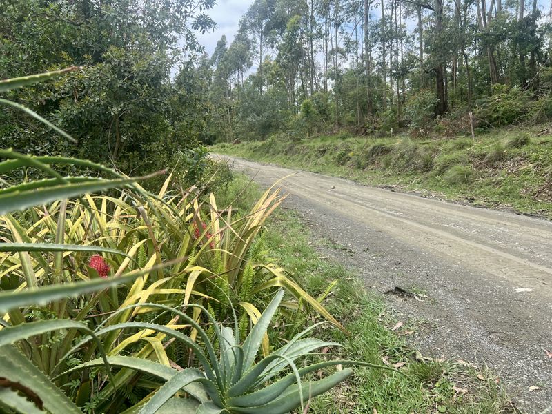 Expansive 9,551 m2 Vacant Land on Dalry Road, Winterskloof – Your Dream Plot Awaits! - Photo 9