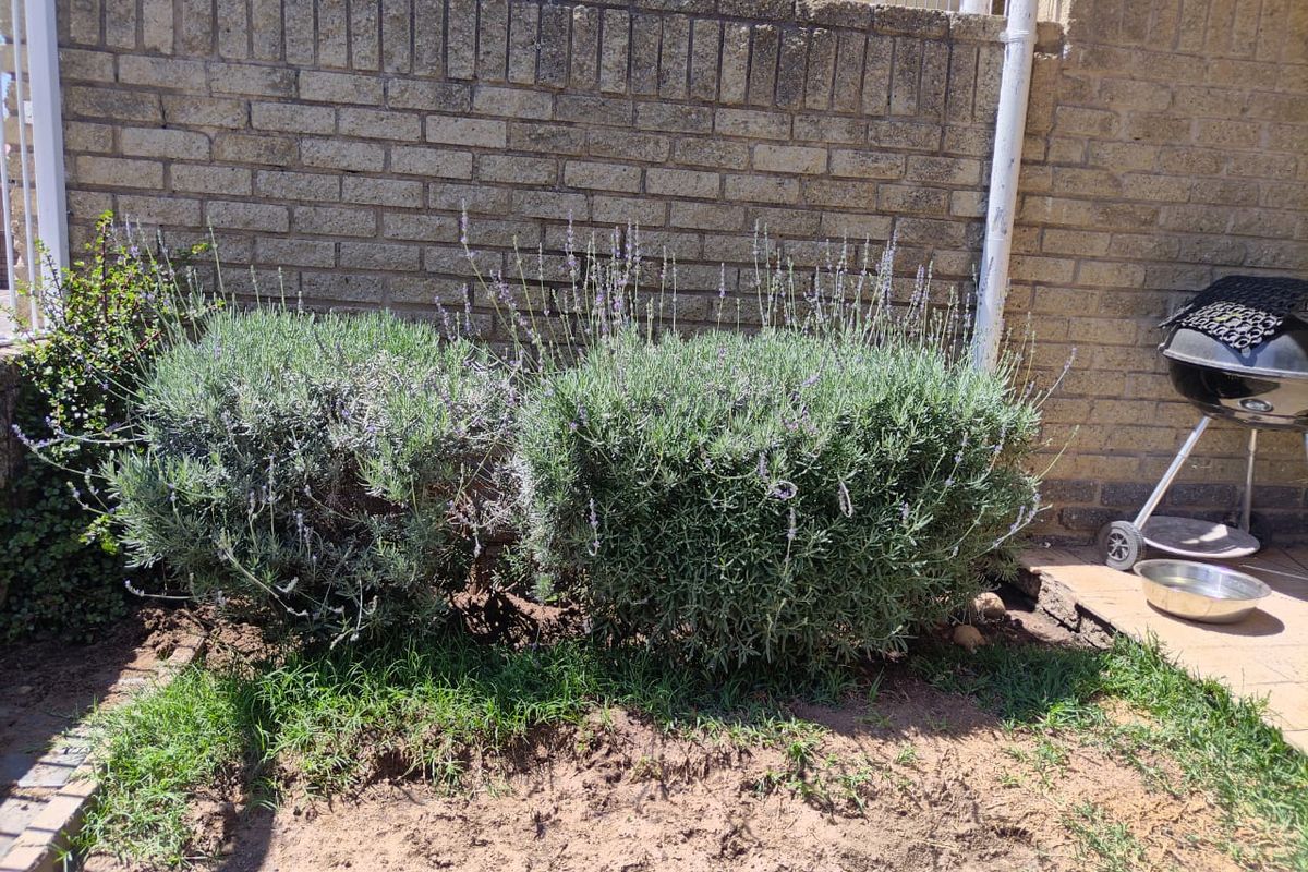 A rear exterior area featuring a brick boundary wall, paved patio section, and established lavender bushes in a garden bed.