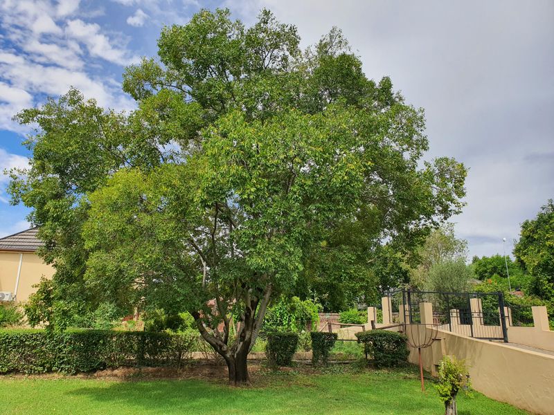 A well-maintained garden area featuring a large mature tree, manicured lawn, and established hedging with perimeter boundary walls and fencing.