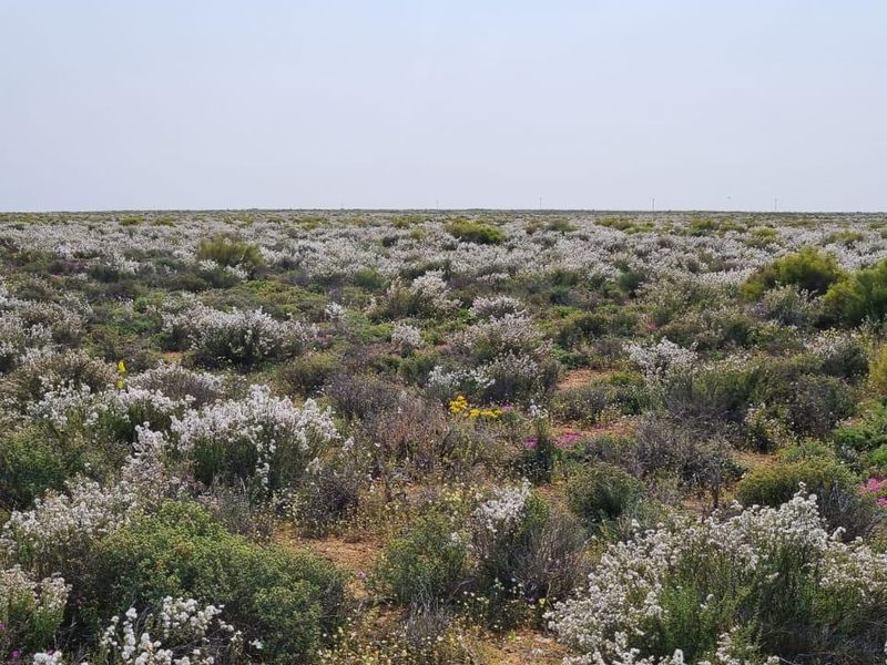 Nieuwoudtville: Leefstyl Plaas - Photo 7