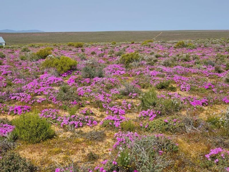 Nieuwoudtville: Leefstyl Plaas - Photo 6