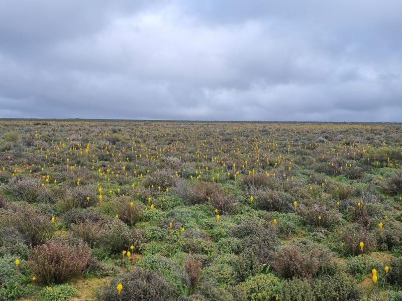 Nieuwoudtville: Leefstyl Plaas - Photo 4