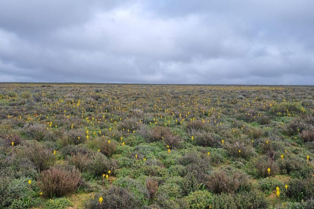 Nieuwoudtville: Leefstyl Plaas - Photo 4