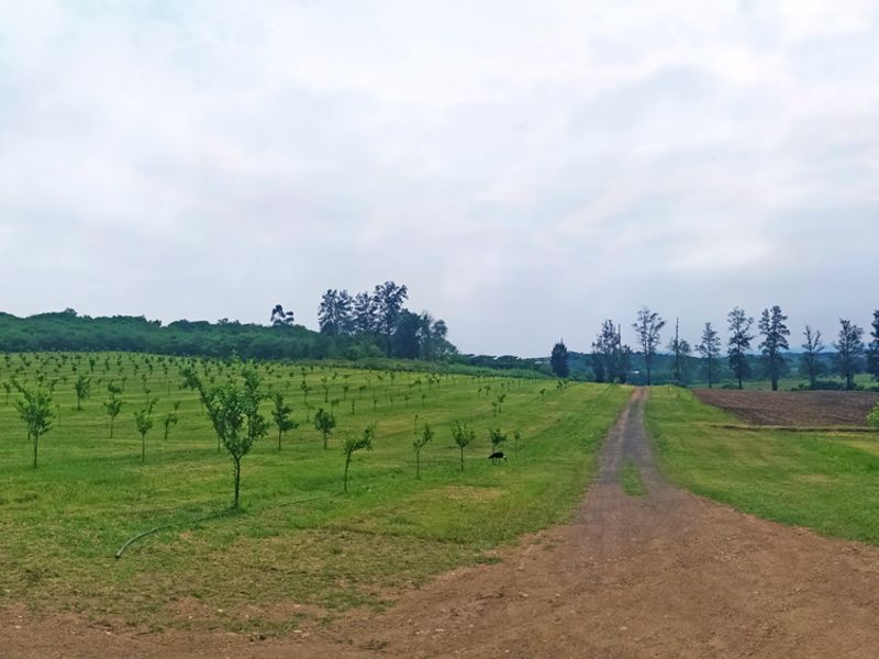 Exceptional 44.5-Hectare Irrigated Farmland with Homestead, Orchard & River Frontage - Photo 9