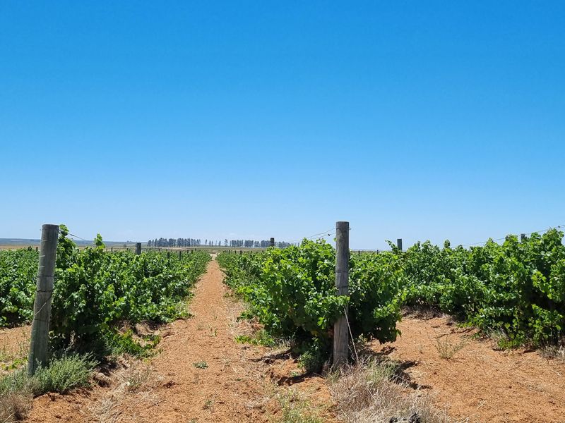 NIEUWOUDTVILLE FARM - 654 Ha - Photo 3