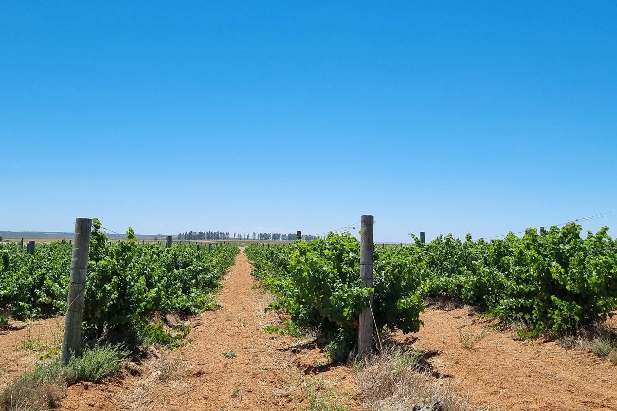 NIEUWOUDTVILLE FARM - 654 Ha - Photo 3