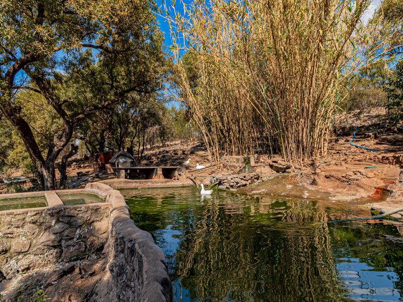 A rustic outdoor pond area featuring stone masonry walls, a built-in stone braai, and natural bamboo landscaping on a small holding property.