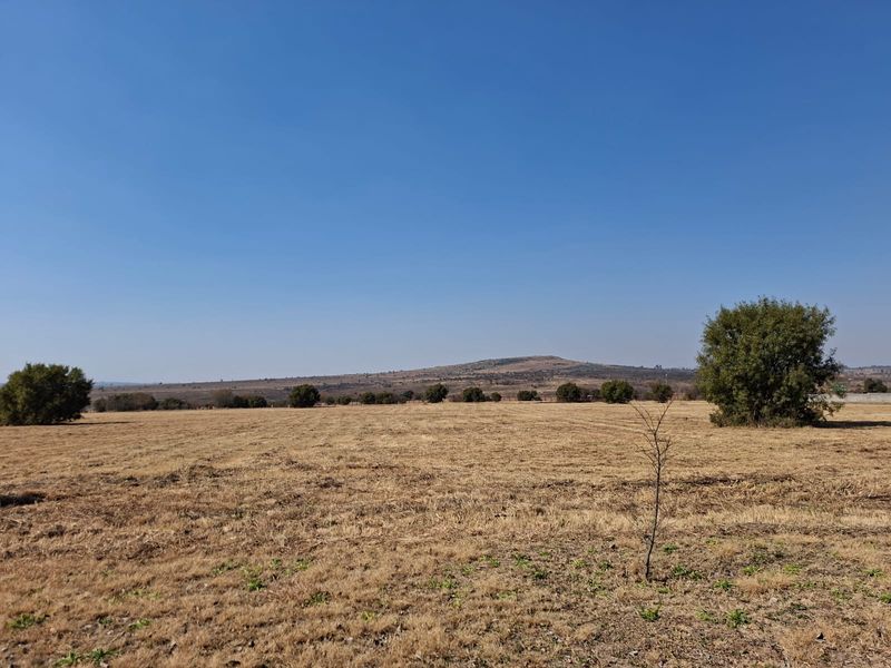 A wide-angle view of a large, open residential vacant land plot featuring natural grass and scattered mature trees under a clear blue sky.