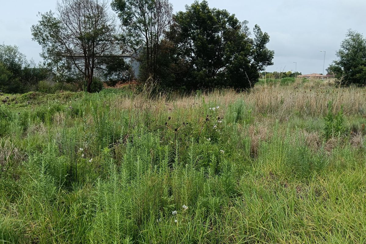 A view of a vacant residential plot featuring overgrown wild vegetation and mature trees.