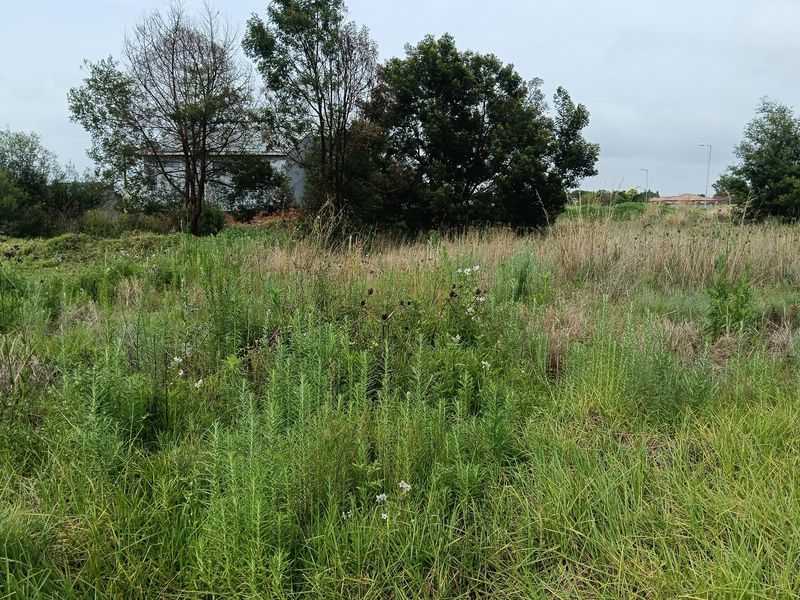 A view of a vacant residential plot featuring overgrown wild vegetation and mature trees.
