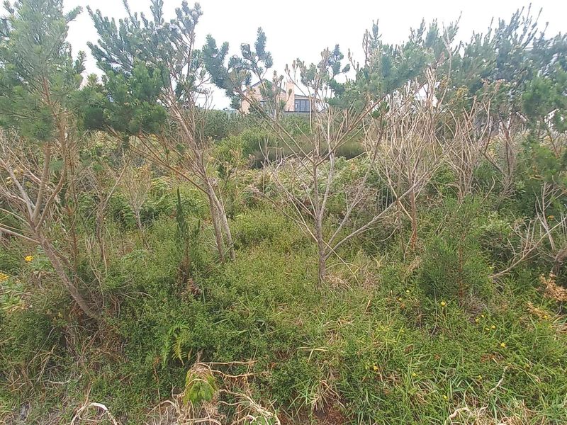 Plot/ Vaca Land For Sale Pringle Bay Offering distant sea views from ground level. Private setting. - Photo 10