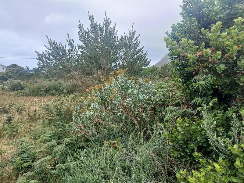 Plot/ Vaca Land For Sale Pringle Bay Offering distant sea views from ground level. Private setting. - Photo 5