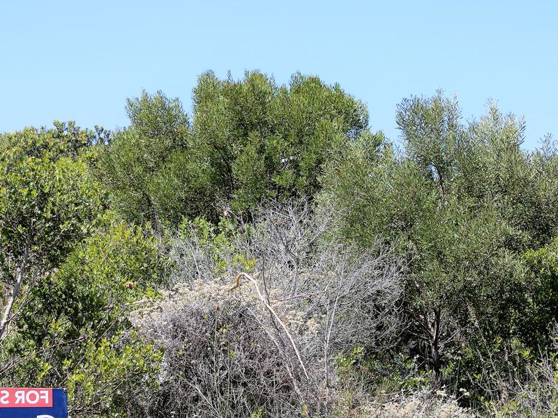 A view of the natural vegetation and shrubbery on the vacant residential land parcel.