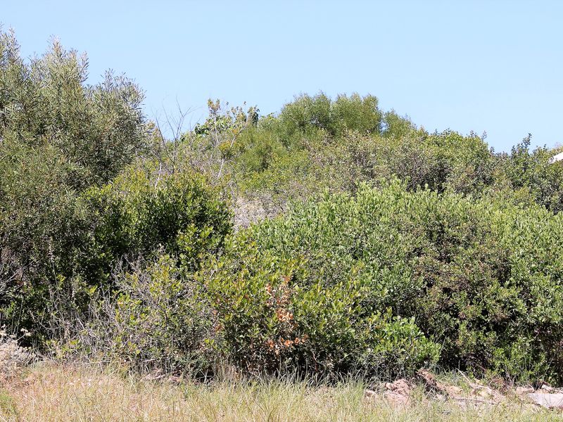 A view of a vacant residential plot featuring dense native vegetation and natural shrubbery, offering a private setting for potential development.