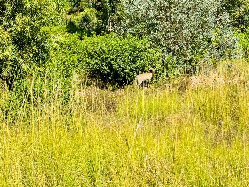 Spacious 4-Bedroom Home in Roodepark Eco Estate – New Development - Photo 7