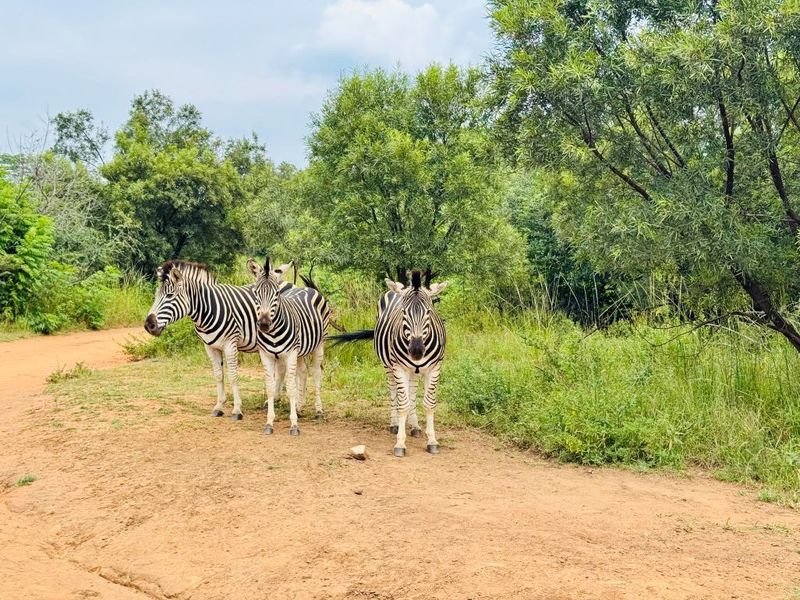 Spacious 4-Bedroom Home in Roodepark Eco Estate – New Development - Photo 6