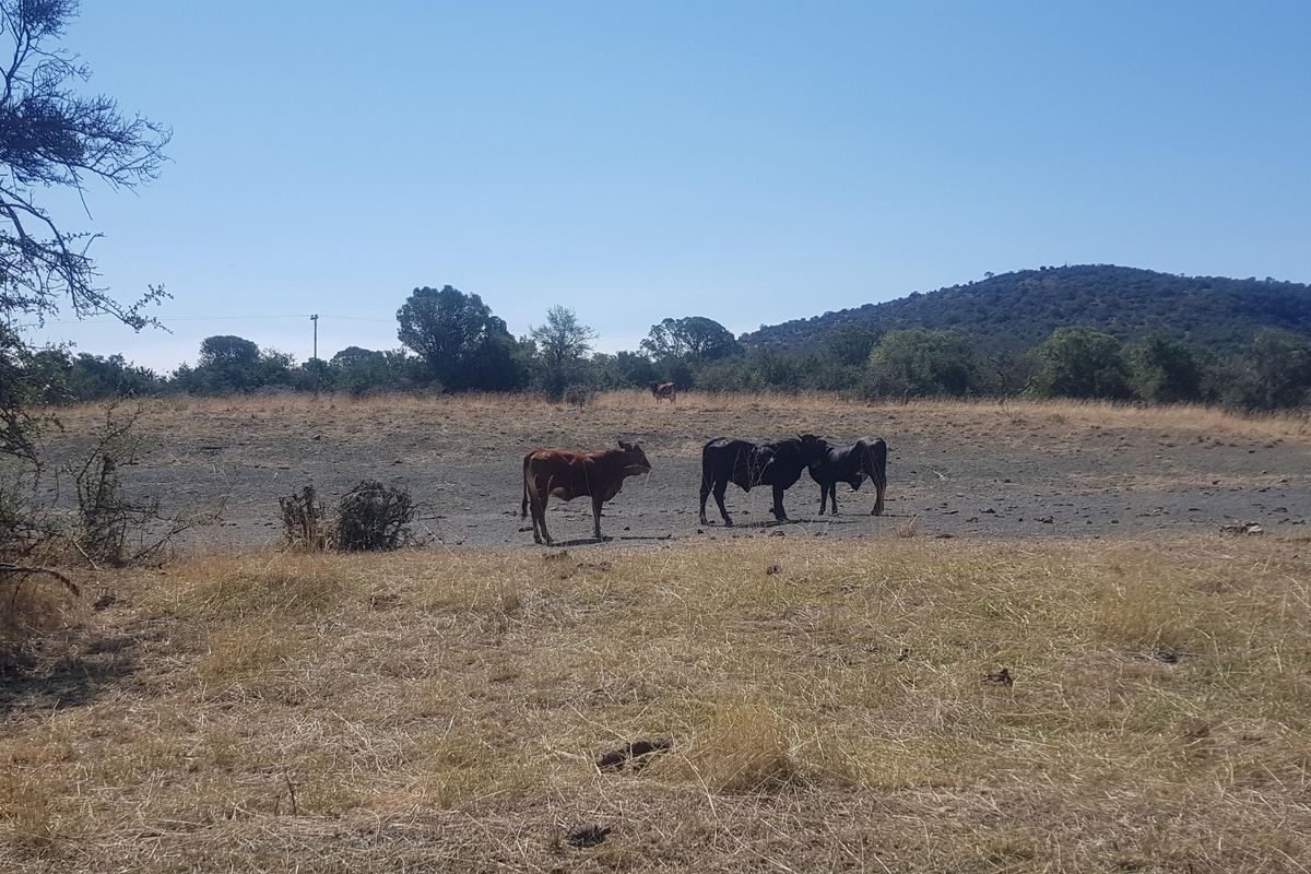 450 Hectare Farm - Photo 4