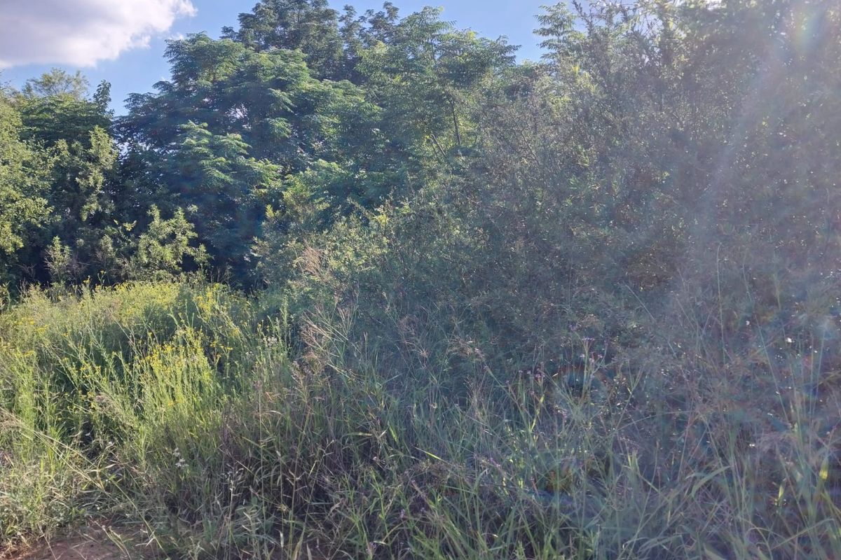 BEAUTIFUL STAND FOR SALE IN OLIFANTSNEK – PEACEFUL NATURE SETTING. - Photo 2