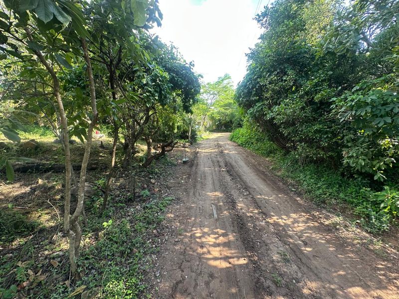 Exceptional 4,5 ha Lifestyle Smallholding - Income- Generating Opportunity - Photo 2