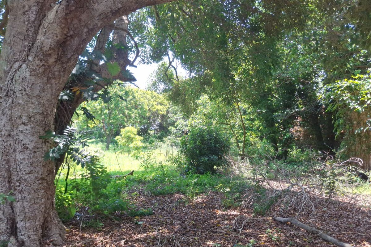 A view of a densely wooded residential plot featuring mature trees and natural vegetation.