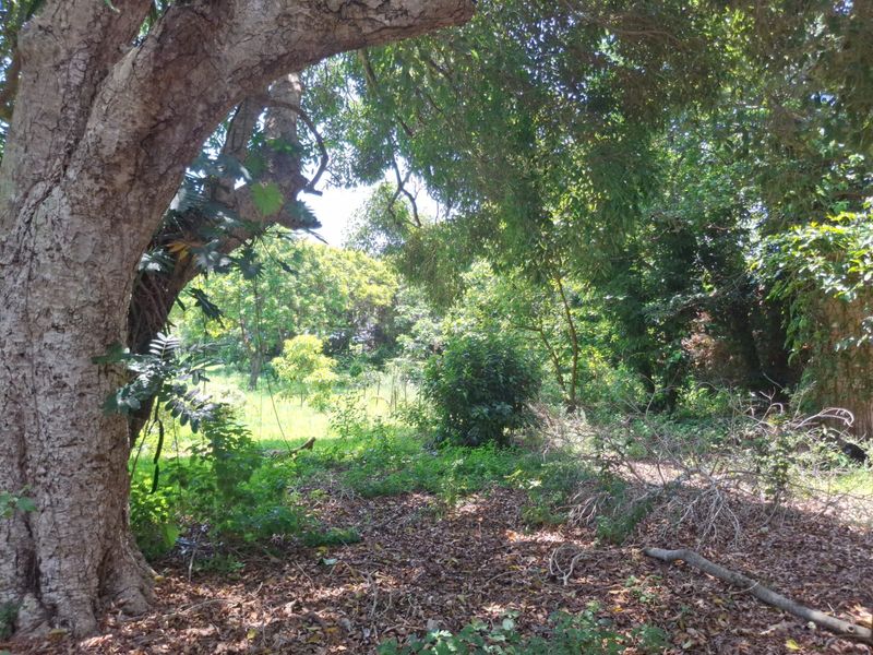 A view of a densely wooded residential plot featuring mature trees and natural vegetation.