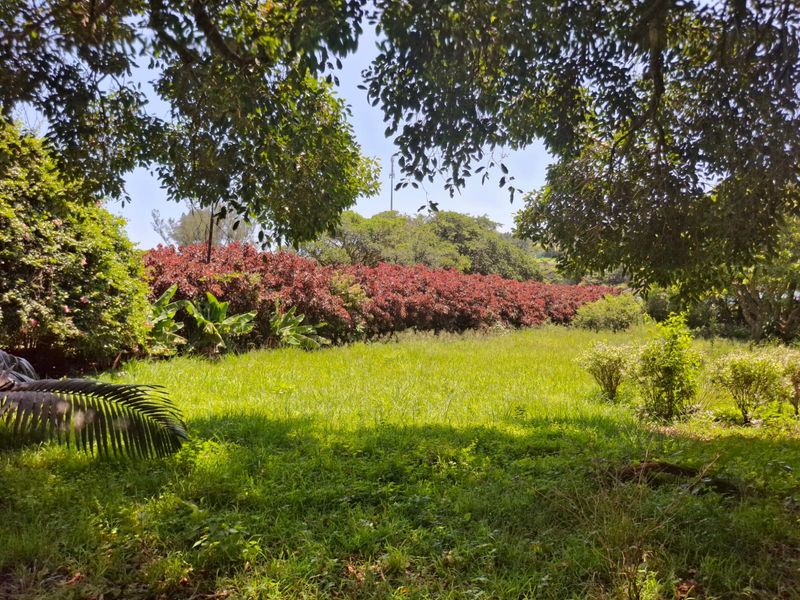 A view of a lush, green residential garden featuring mature trees and established hedging, providing a private and natural outdoor setting.