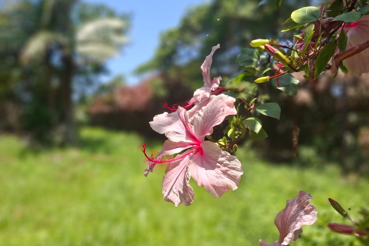A close-up view of a pink hibiscus flower in a garden setting on a vacant residential lot.