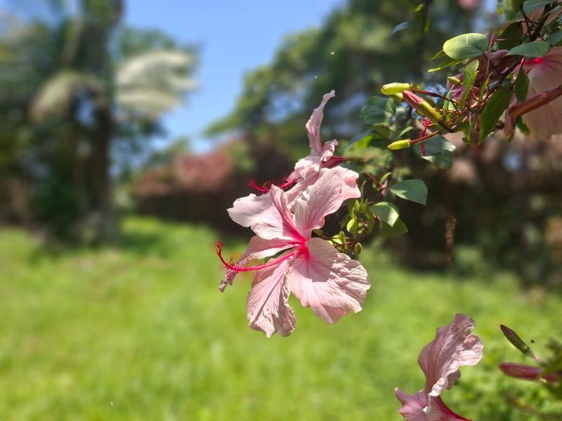 A close-up view of a pink hibiscus flower in a garden setting on a vacant residential lot.
