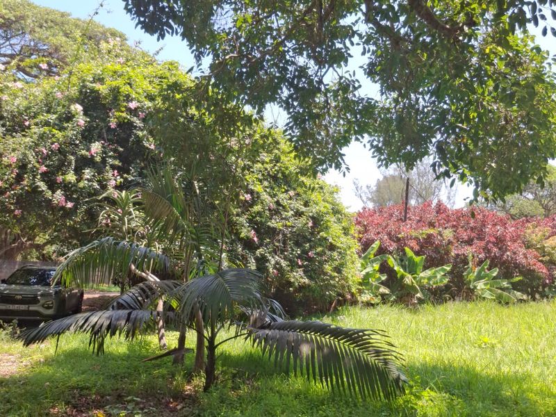 A view of a lush, green garden area featuring mature trees and established shrubbery on a residential plot.
