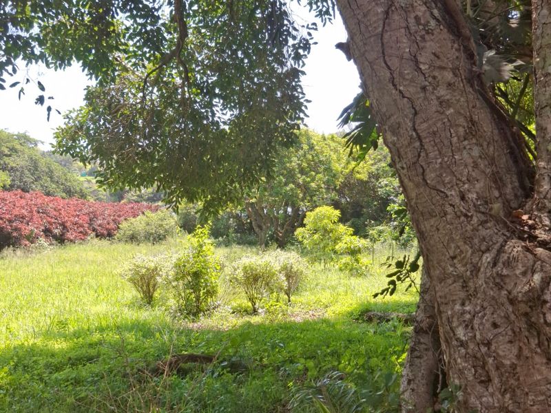A view of a lush, green residential garden featuring mature trees and established shrubs on a vacant land plot.