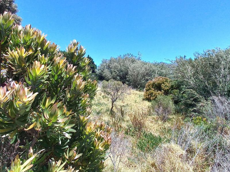Pringle Bay Vacant Plot for Sale – Outside Wetland Area with Open Mountain Views - Photo 3