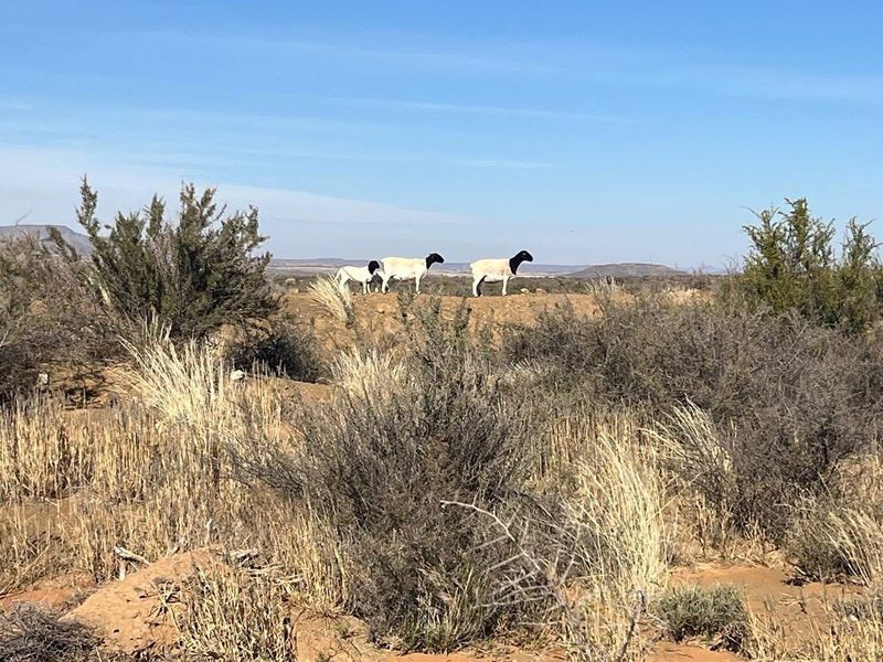 Skaapplaas te koop - Photo 3