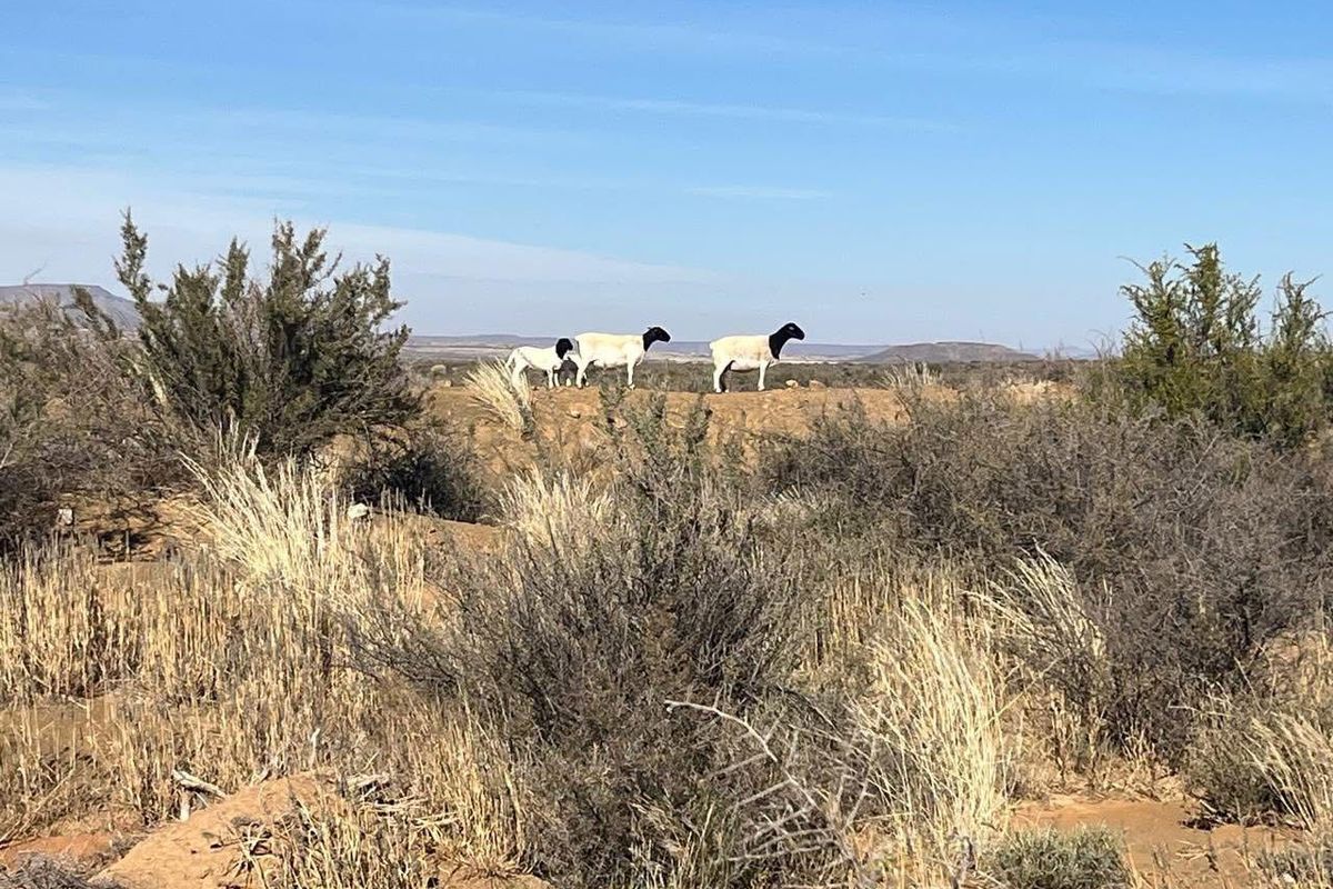 Skaapplaas te koop - Photo 3