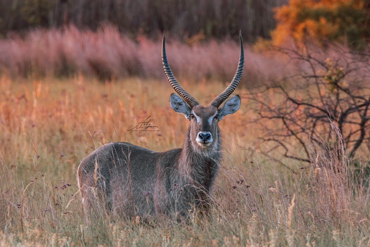 🌿 Stand for Sale – Nyathi Private Game Reserve, Waterberg - Photo 4