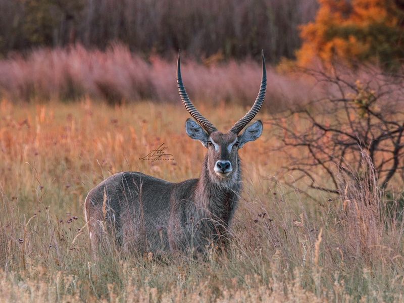 🌿 Stand for Sale – Nyathi Private Game Reserve, Waterberg - Photo 4