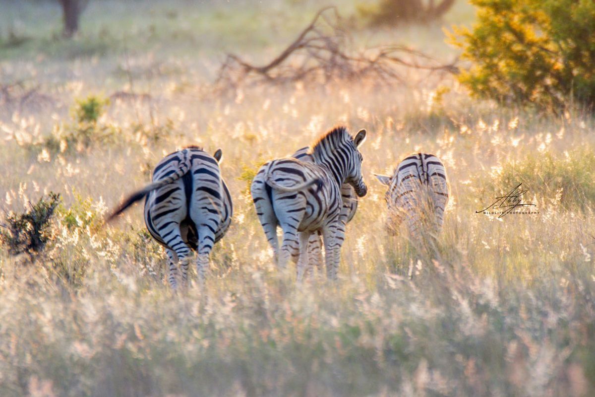 🌿 Stand for Sale – Nyathi Private Game Reserve, Waterberg - Photo 5