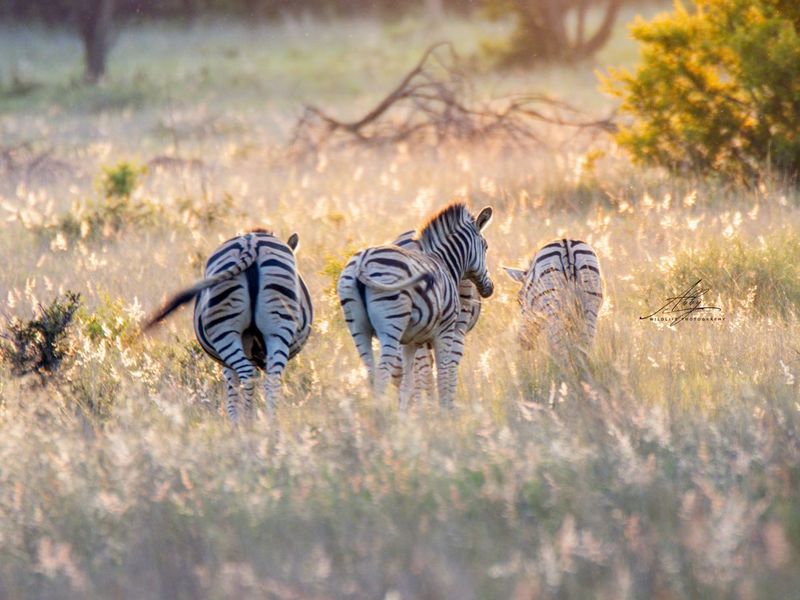 🌿 Stand for Sale – Nyathi Private Game Reserve, Waterberg - Photo 5