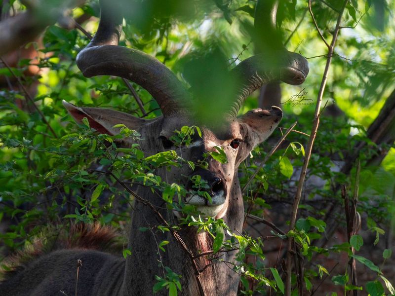 🌿 Stand for Sale – Nyathi Private Game Reserve, Waterberg - Photo 9
