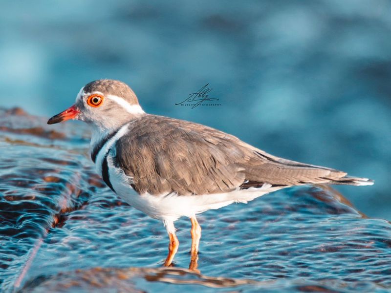 🌿 Stand for Sale – Nyathi Private Game Reserve, Waterberg - Photo 6