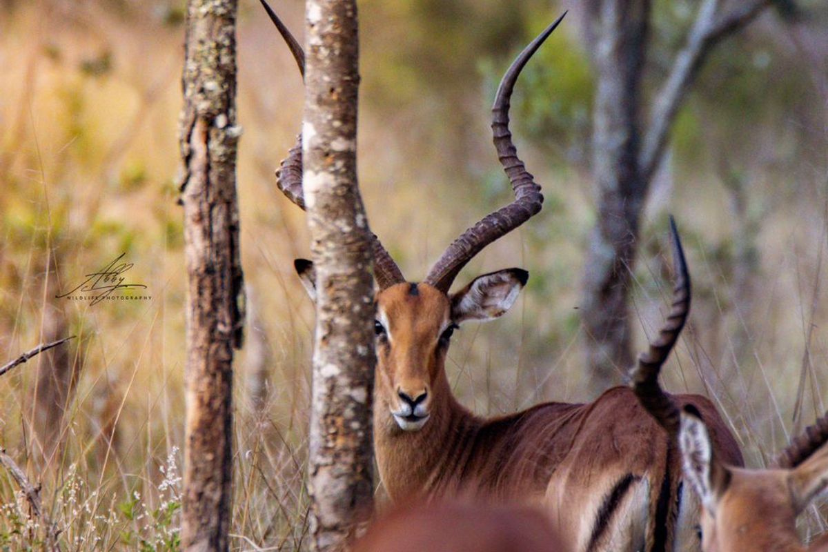 🌿 Stand for Sale – Nyathi Private Game Reserve, Waterberg - Photo 3