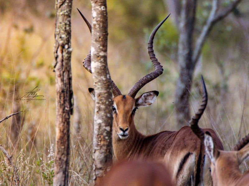 🌿 Stand for Sale – Nyathi Private Game Reserve, Waterberg - Photo 3