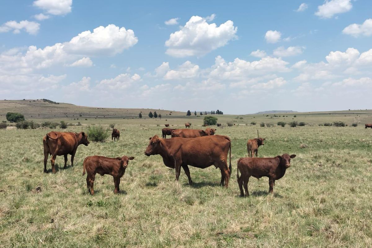 Livestock farm in Bethlehem - Photo 3