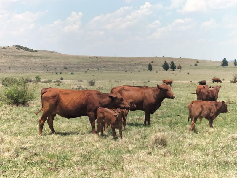 Livestock farm in Bethlehem - Photo 2