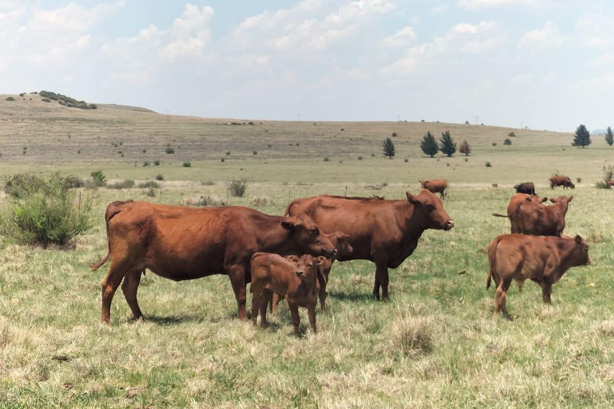 Livestock farm in Bethlehem - Photo 2